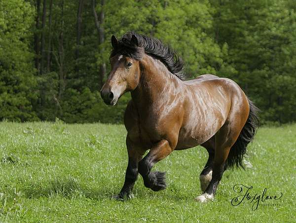 Belgium Draft Stallion